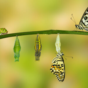 Creating a Purpose Driven, Values Based Culture - Virtual Blended Learning