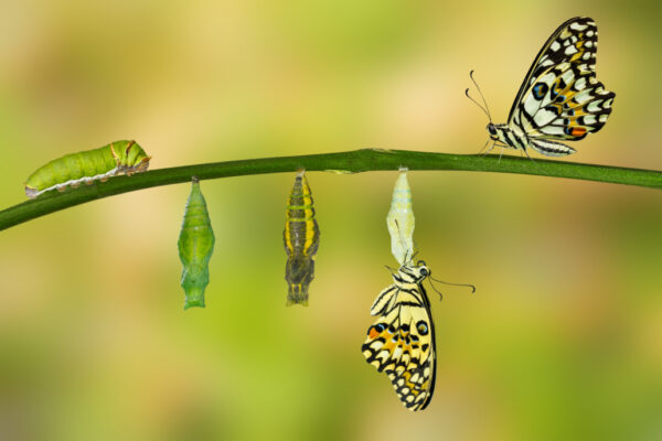 Creating a Purpose Driven, Values Based Culture - Virtual Blended Learning